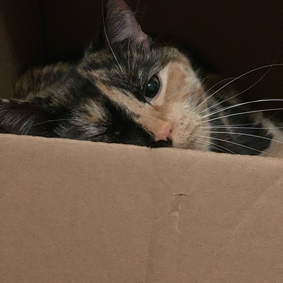 Meet your Posher, Kate - Picture 2 of 3